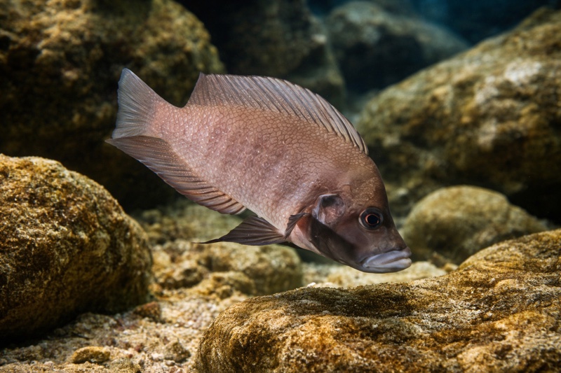 Altolamprologus compressiceps 'Ikola'